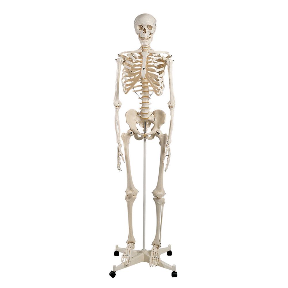 Human Skeleton Model