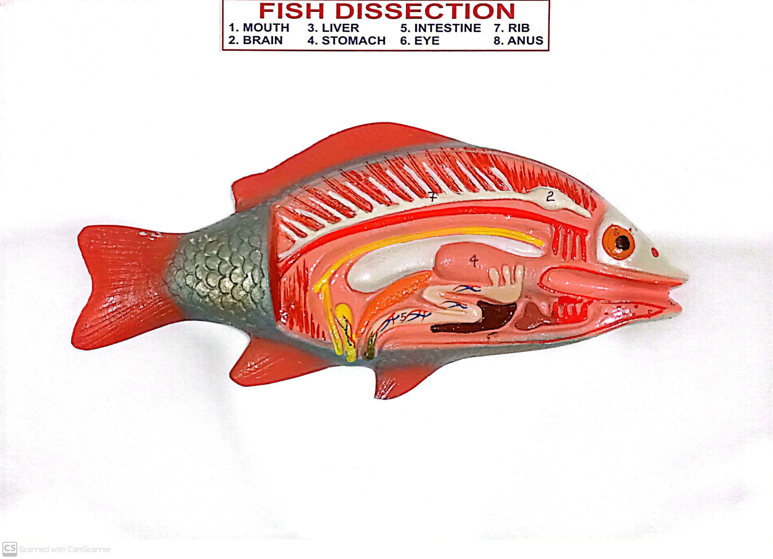 Model Of Fish Dissection In Board 